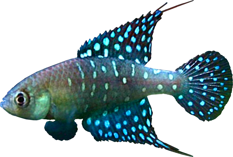 Spectrolebias brousseaui