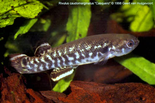 Kryptolebias caudomarginatus