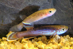 fwkillifish1276697607t.jpg