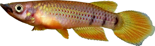 Epiplatys chaperi chaperi