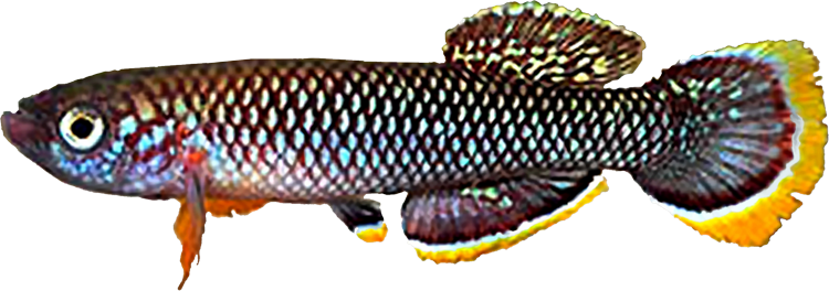 Fundulopanchax cinnamomeus