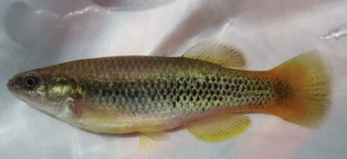 Profundulus chimalapensis