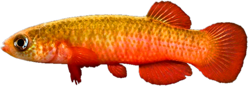 Fundulus cingulatus