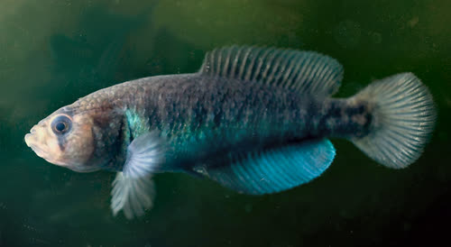 Austrolebias cinereus