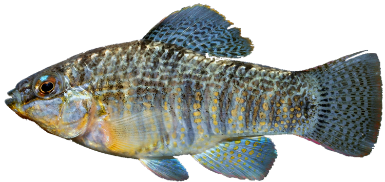 Floridichthys carpio