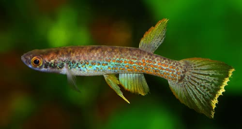 Rivulus carolinae