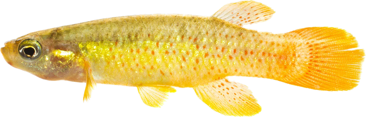 Fundulus chrysotus