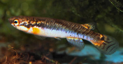 Rivulus (Melanorivulus) crixas