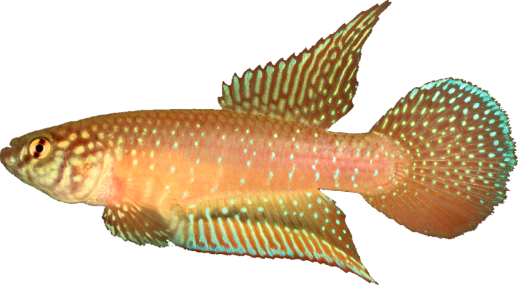 Nematolebias catimbau