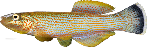 Fundulus (Fundulus) catenatus (Storer 1846)