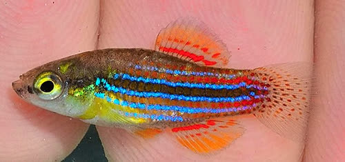 Cubanichthys cubensis