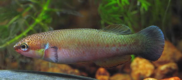 Rivulus cylindraceus