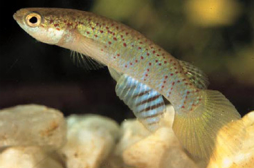 Rivulus cyanopterus