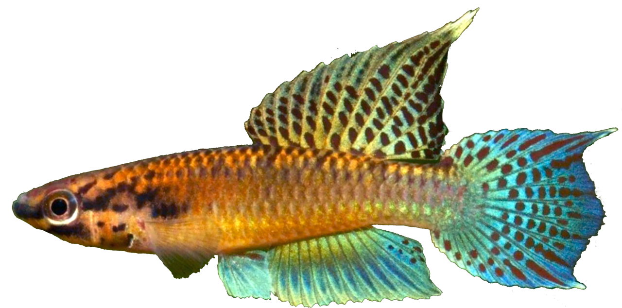 Aphyosemion chromapyosemion cyanoflavum