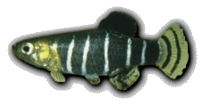 DAN -  Anatolichthys danfordii