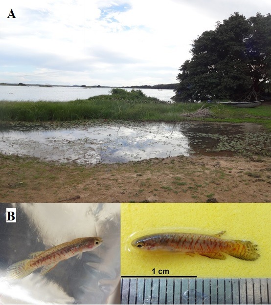 Rivulus (Melanorivulus) decoratus