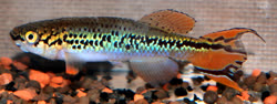 0-0-Copr_2012-Mbuna55t.jpg