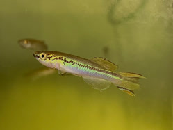 01-0-Copr_2025-Rehoboth_Aquaticst.jpg