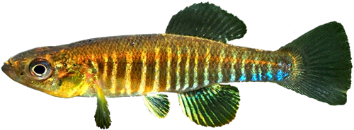 Fundulus diaphanus