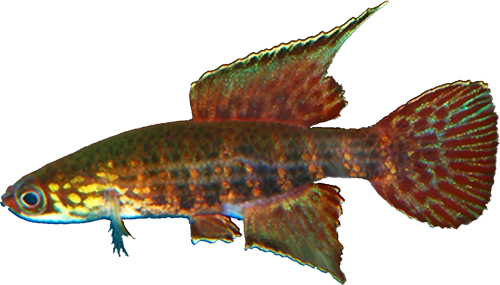 Campellolebias dorsimaculatus