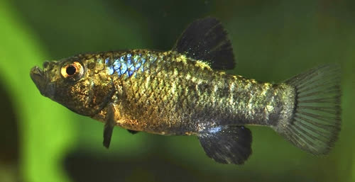 Cyprinodon desquamator