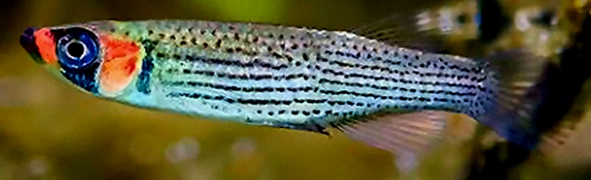 Fundulus escambiae