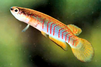 Rivulus egens