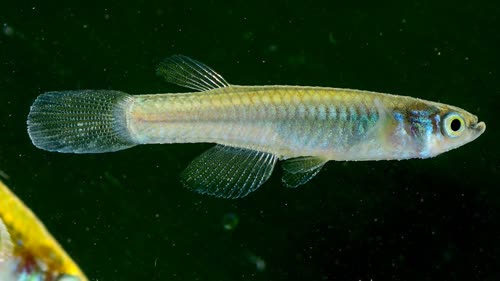 Micropanchax erichi