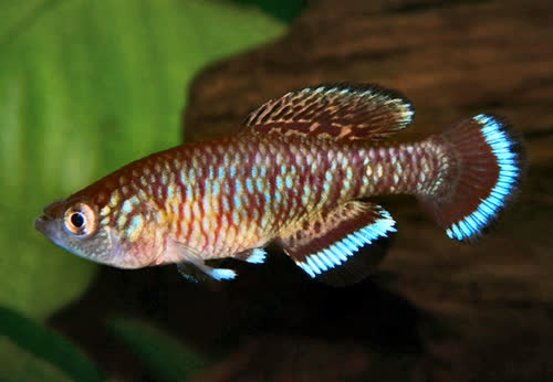 Nothobranchius elucens