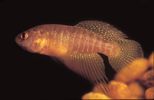 Cynolebias elegans