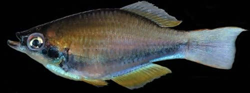 Plataplochilus eliasi