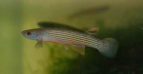 Rivulus (Anablepsoides) elongatus