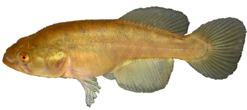 Austrolebias elongatus