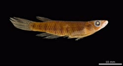 holotype -  