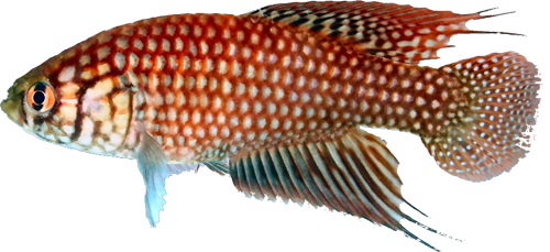 Simpsonichthys espinhacensis