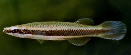 Fundulus euryzonus