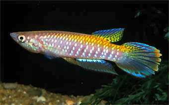 Epiplatys fasciolatus fasciolatus