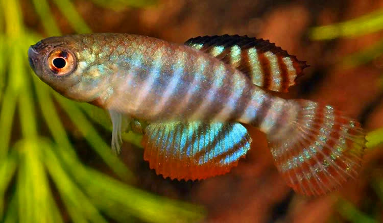 Hypsolebias fasciatus