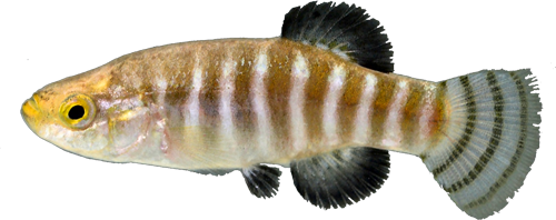 Anatolichthys fontinalis