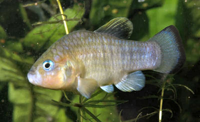 Cyprinodon fontinalis