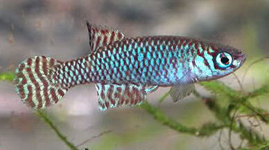 Notholebias fractifasciatus