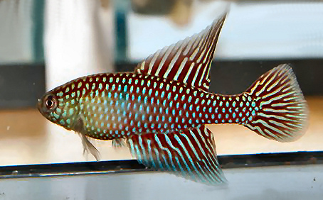 Simpsonichthys fulminantis