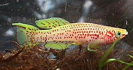 Fundulopanchax gardneri gadrneri 'yellow'