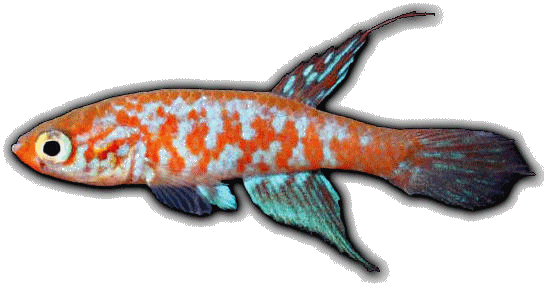 Maratecoara gesmonei
