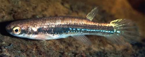 Rivulus gili