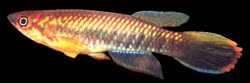 Epiplatys guineensis 'Taere'