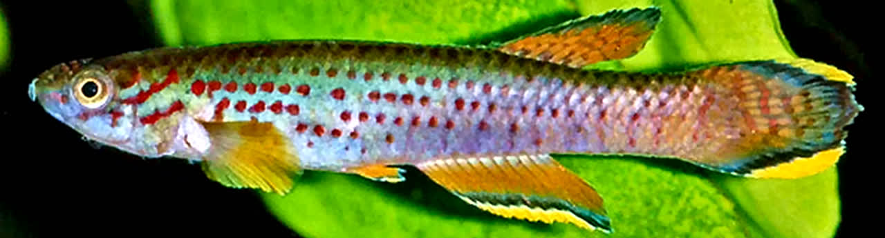 Aphyosemion heinmanni