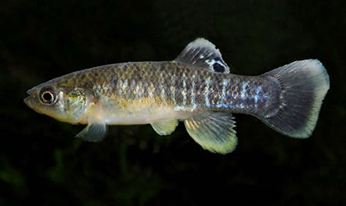 Fundulus heteroclitus