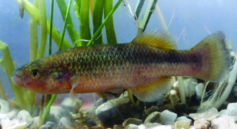 Profundulus hildebrandi