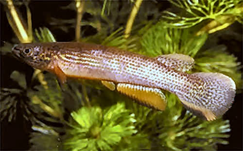 Rivulus igneus